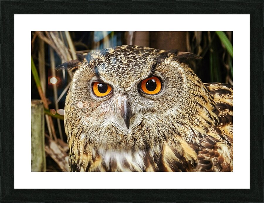 Owl Picture Frame print