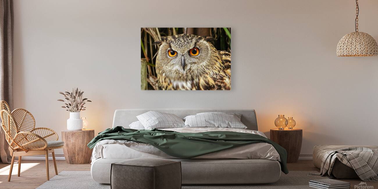 Owl Reproduction
