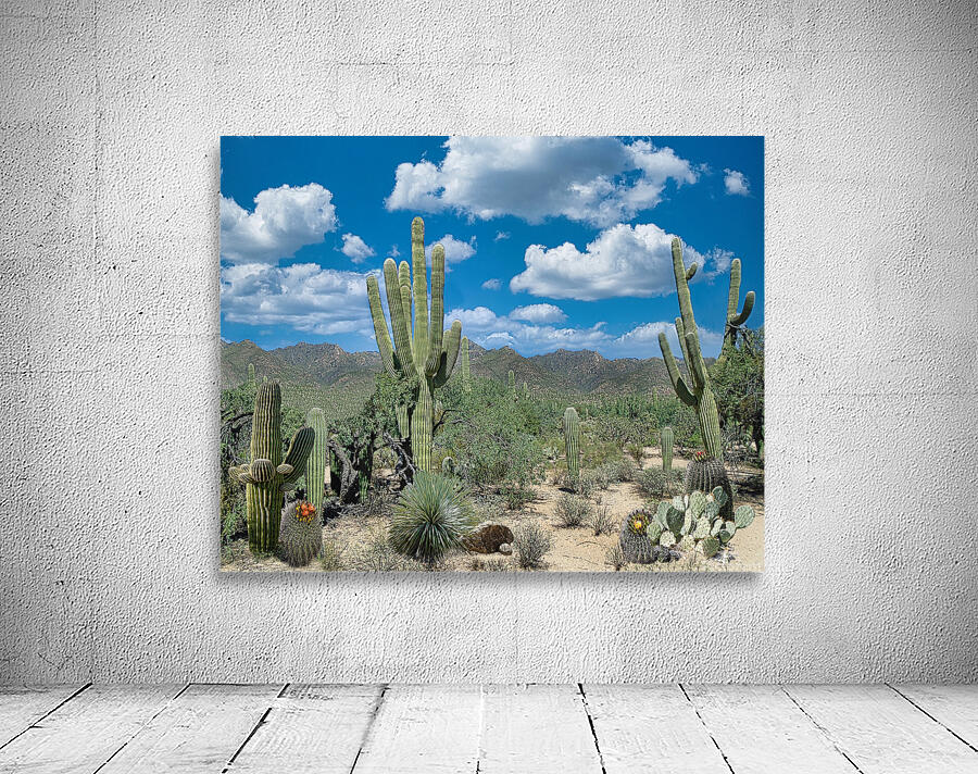 AZ Cactus Scene Wall Preview