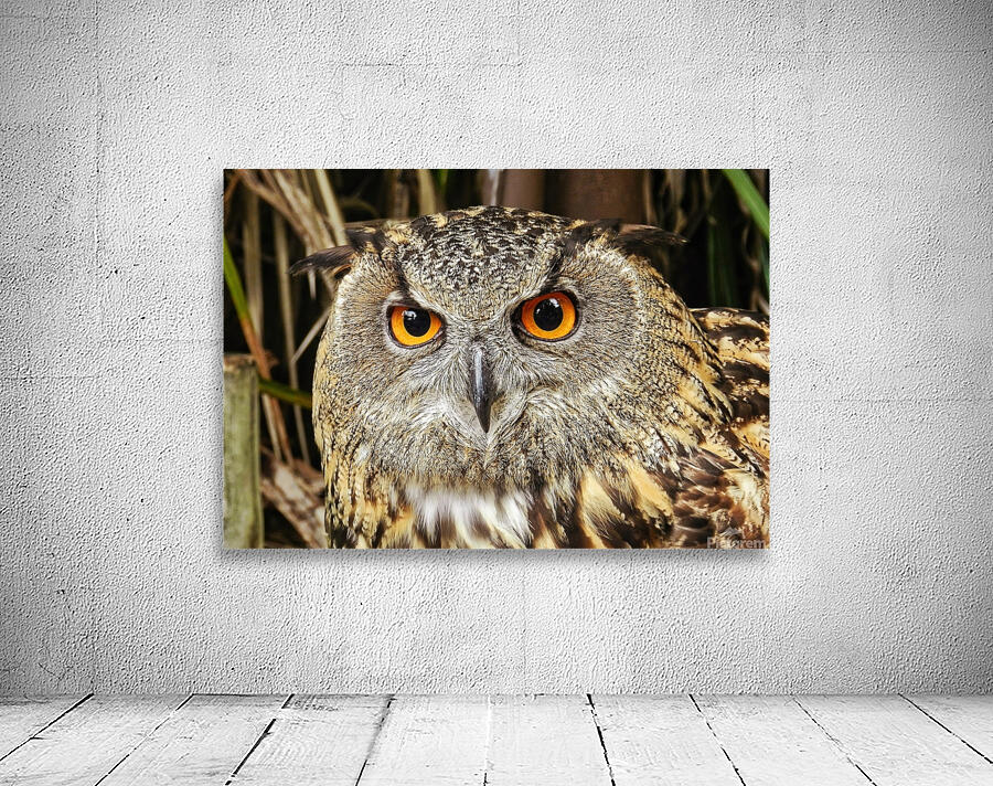 Owl Wall Preview