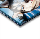 A Canine Journey through the Snow-Covered Forest 3 Acrylic print