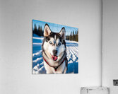 A Canine Journey through the Snow-Covered Forest 3 Acrylic Print