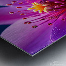 A Close-Up of a Radiant Purple Flower Blooming in the Soft Glow of Morning Light 7 Metal print
