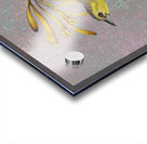 Curious Yellow Bird Acrylic print