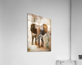 Elephant Acrylic Print