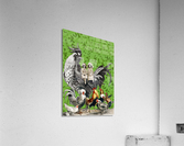 Hens and Friends Acrylic Print