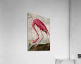 Florida Flamingo Acrylic Print