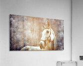 Etched Window Horse 2 Acrylic Print