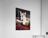 Cheesecake Acrylic Print