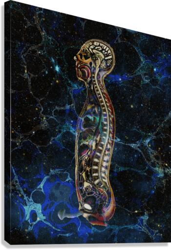 Anatomical Cubensis Canvas Print