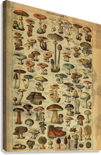 My Cology Canvas Print