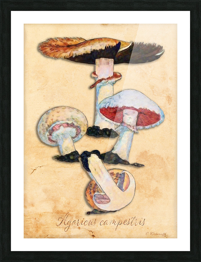 Agaricus Campestris Picture Frame print
