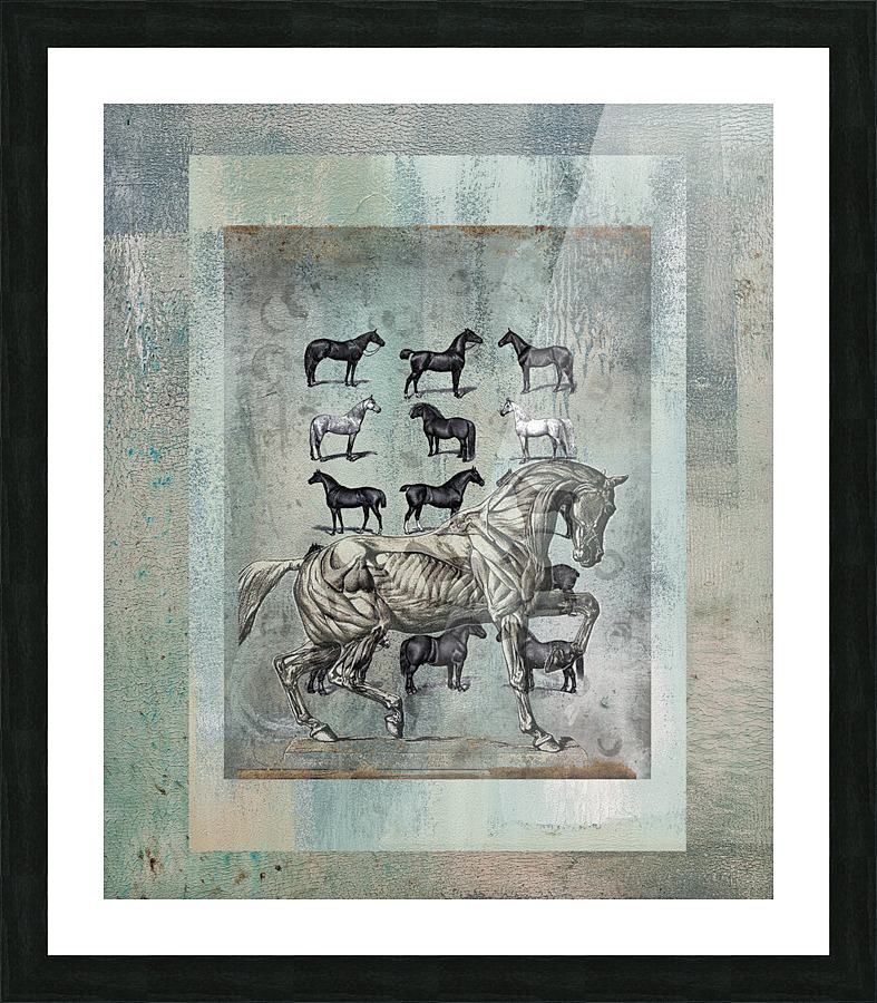 Horse Chart  Picture Frame print