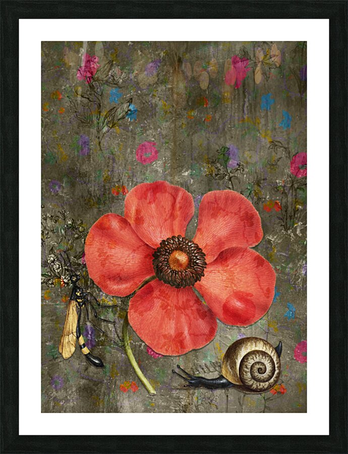 Poppy Snail 2 Picture Frame print