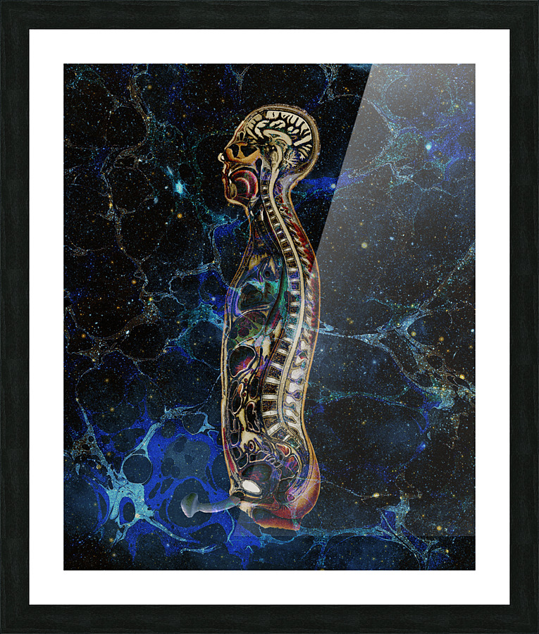 Anatomical Cubensis Picture Frame print