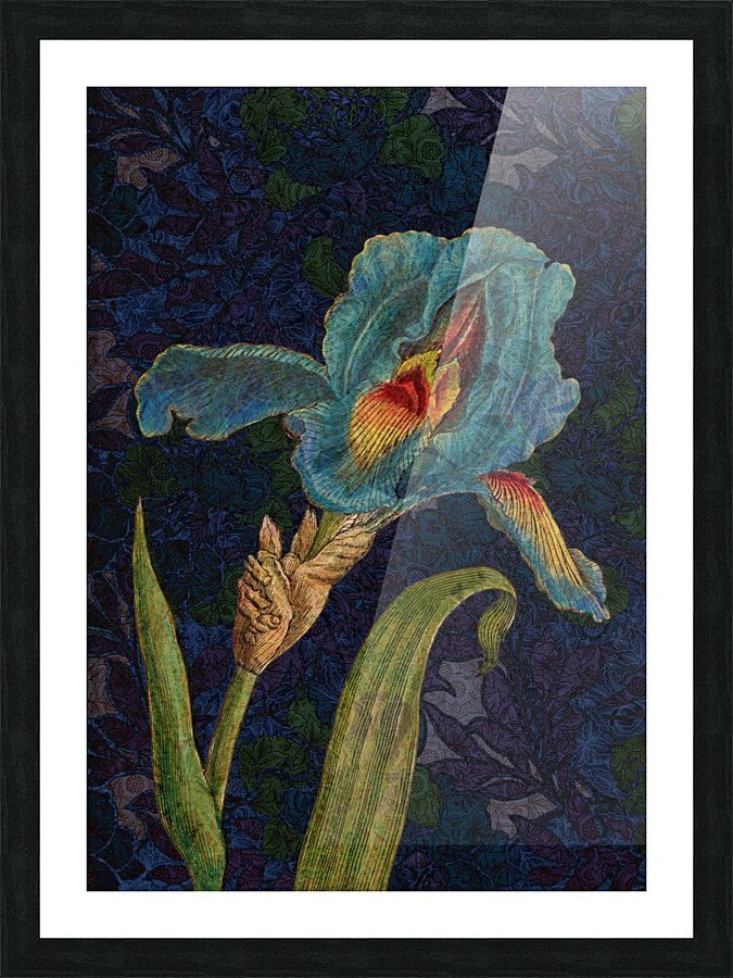 Blue Iris Picture Frame print