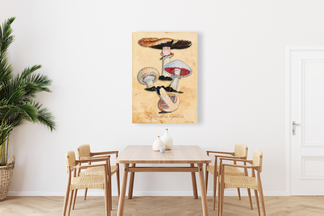 Agaricus Campestris Reproduction