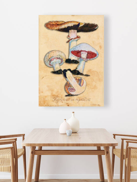 Agaricus Campestris by Cathleen Klibanoff