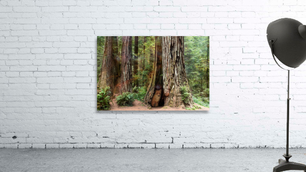 Enchanted Forest Wall Preview