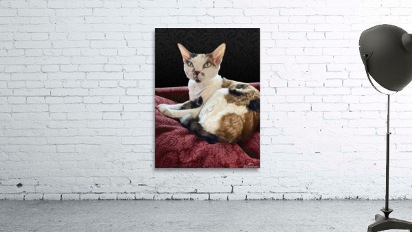 Cheesecake Wall Preview