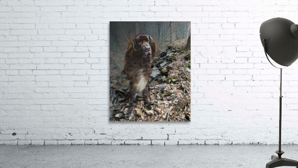 Baloo Wall Preview