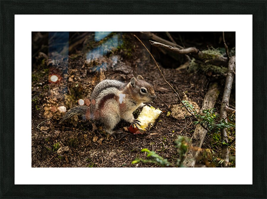 Apple Squirrel Picture Frame print