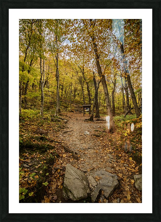 Fall path Picture Frame print