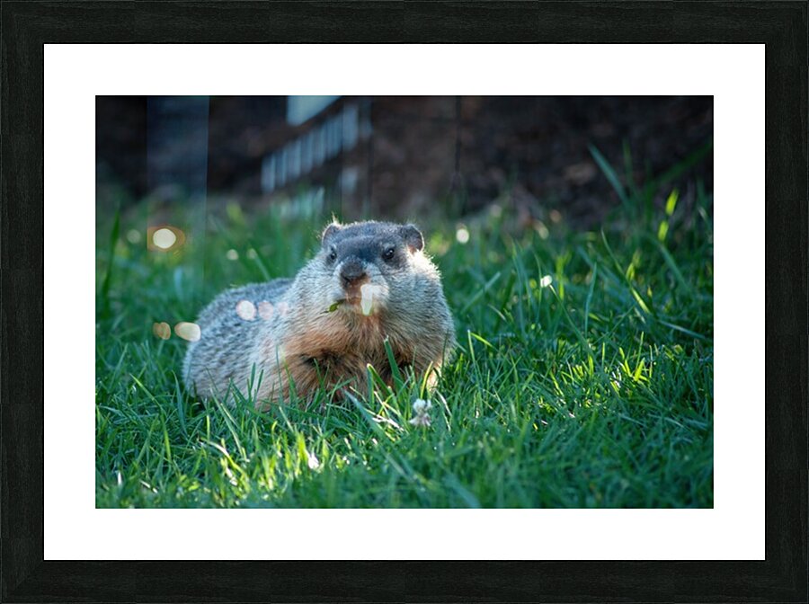 Groundhog Picture Frame print
