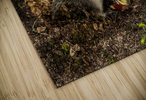 Apple Squirrel Annette Gregory puzzle