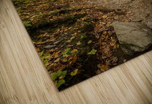 Fall path Annette Gregory puzzle