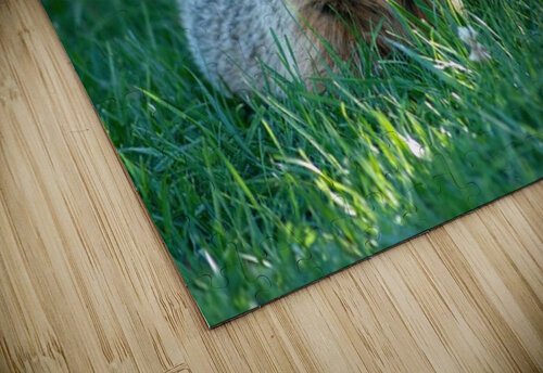 Groundhog Annette Gregory puzzle