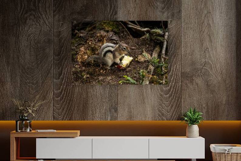 Apple Squirrel Reproduction