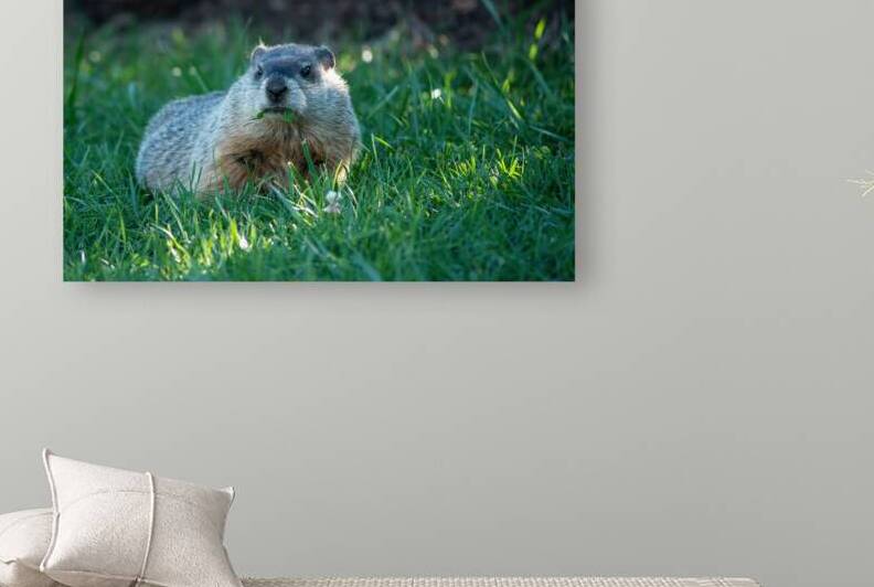 Groundhog by Annette Gregory