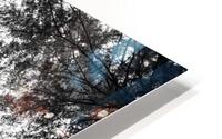 BW Trees HD Metal print