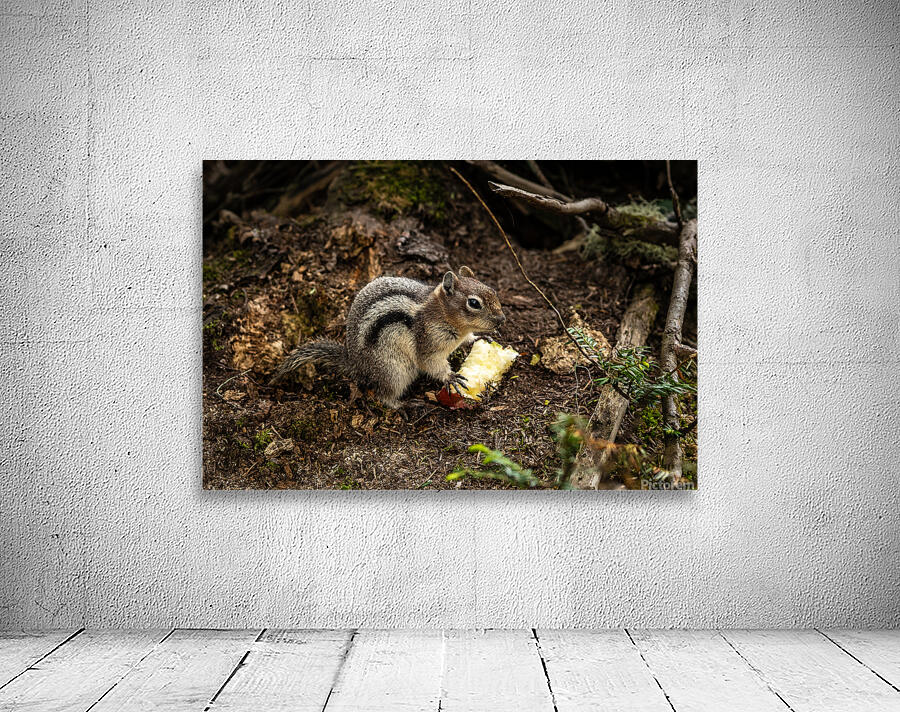 Apple Squirrel Wall Preview