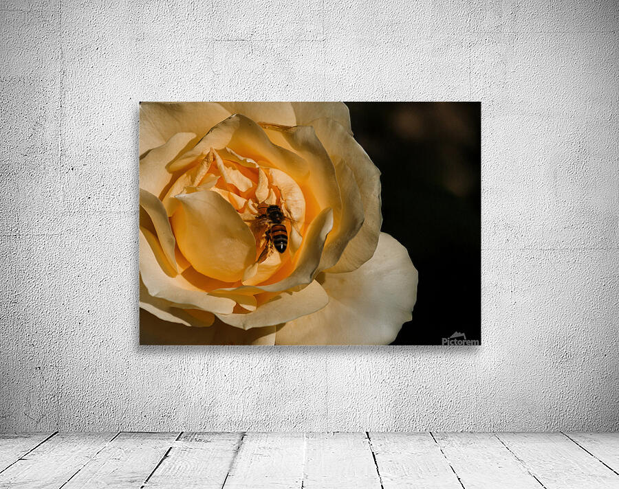 Yellow rose with bee Wall Preview