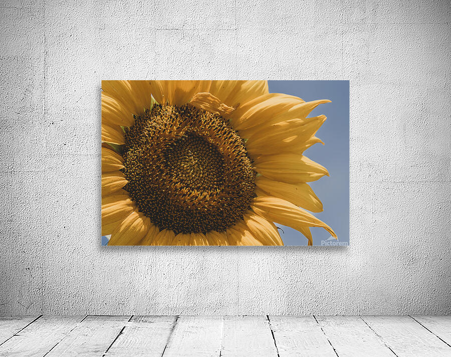 Sunflower Wall Preview