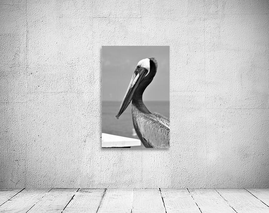 pelican Wall Preview