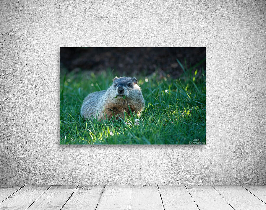 Groundhog Wall Preview