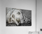 Laying Around Acrylic Print