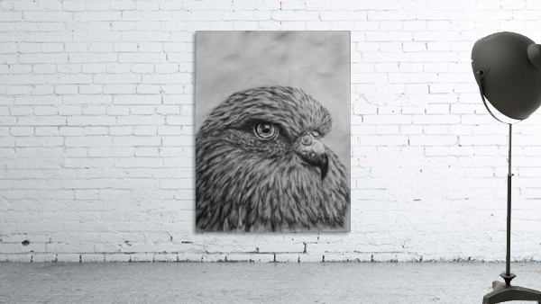 Bird Wall Preview