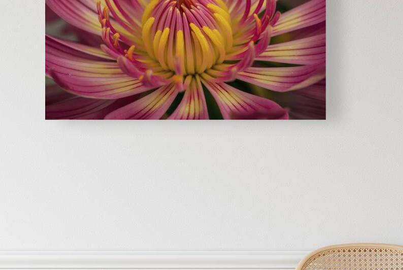 A close up of a vibrant flower background 4 by Stoica Lilian