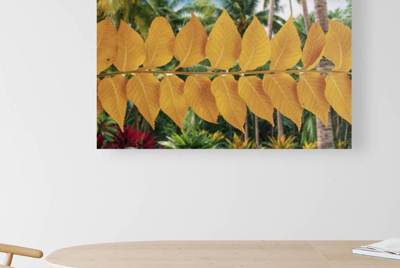 abstract nature tropical closeup colorful backgro 1722582503.3211 by Stoica Lilian