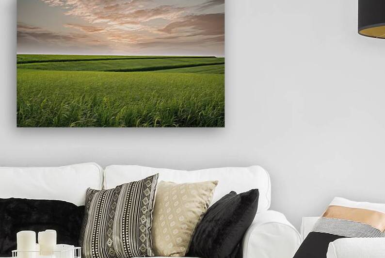 a serene morning view over vast paddy fields by Stoica Lilian