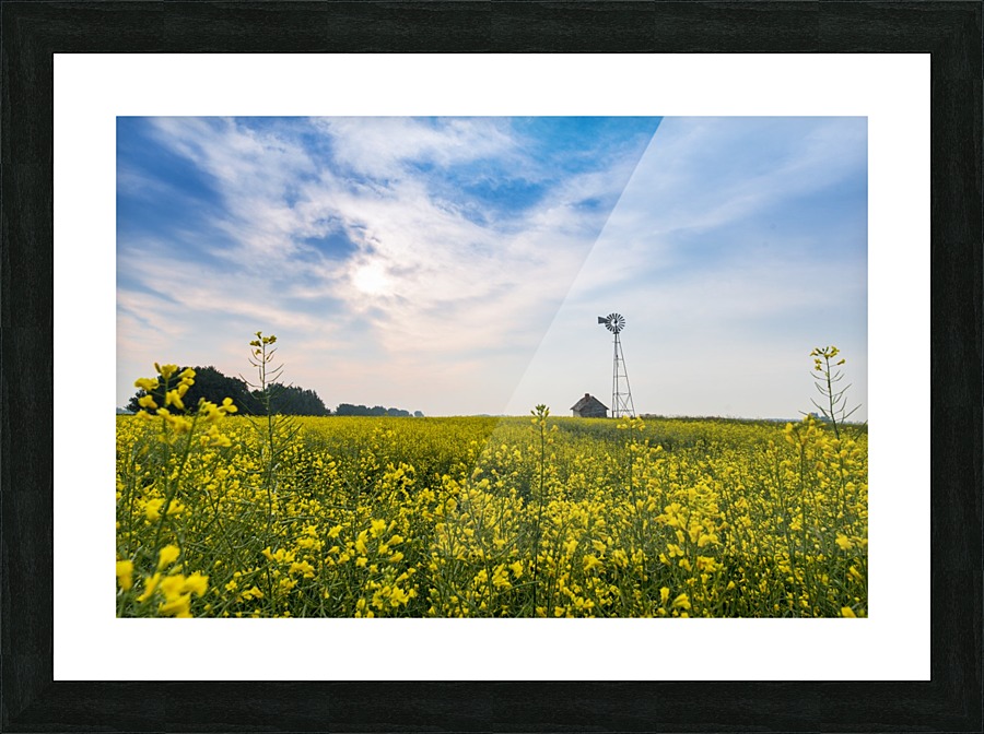 Canola field Picture Frame print