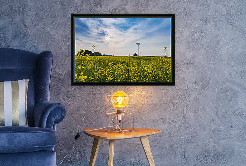 Canola field Reproduction