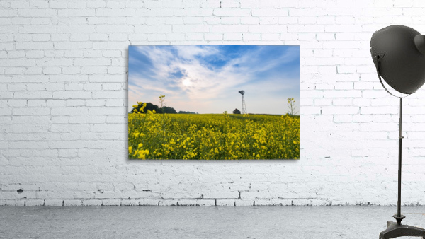Canola field Wall Preview