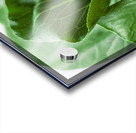 Bok Choy Acrylic print