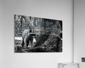MAPACHE Acrylic Print