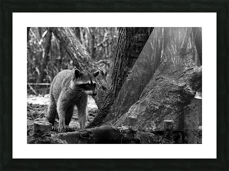 MAPACHE Picture Frame print